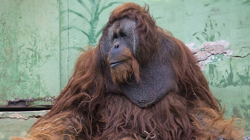 ZOOLÓGICO Y JARDÍN BOTÁNICO DE SANTILLANA DEL MAR